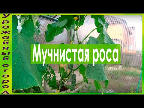 ОТЛИЧНЫЕ СРЕДСТВА ОТ МУЧНИСТОЙ РОСЫ!