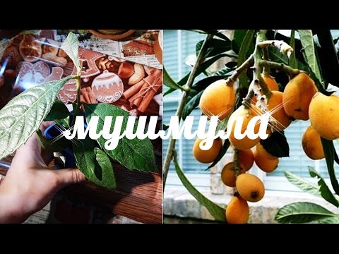 что такое МУШМУЛА? как вырастить из косточки. Мой кустик дома=)