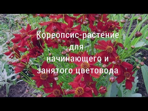 Кореопсис для начинающих и занятых цветоводов