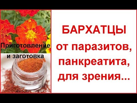 Что для нашей семьи бархатцы: лечебные свойства и как применять