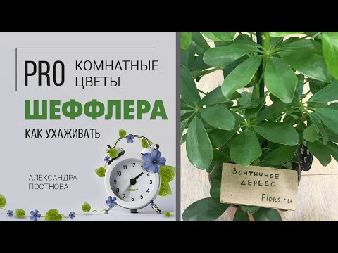 Шеффлера - комнатное растение для дома, о котором многие просили видео. Кто она на самом деле?