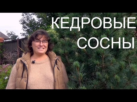 Кедровые сосны