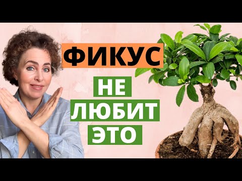 Фикус замерз и засохли листья