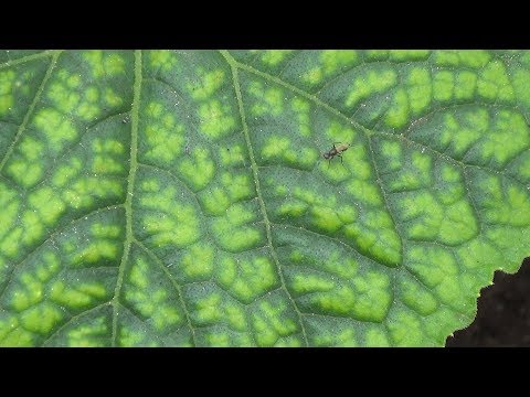Почему желтеют листья у огурцов? Удобрения против хлороза