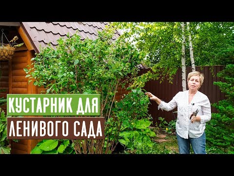 ЖАСМИН САДОВЫЙ или ЧУБУШНИК 🌸 Особенности выращивания, ухода и ОБРЕЗКА / Садовый гид