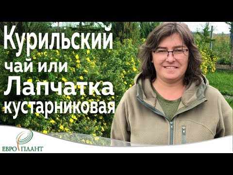 Курильский чай (лапчатка кустарниковая) и кое-что еще....