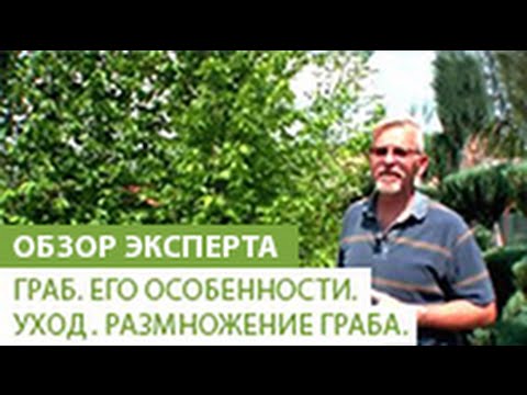 Граб. Его особенности. Уход за грабом. Размножение граба.