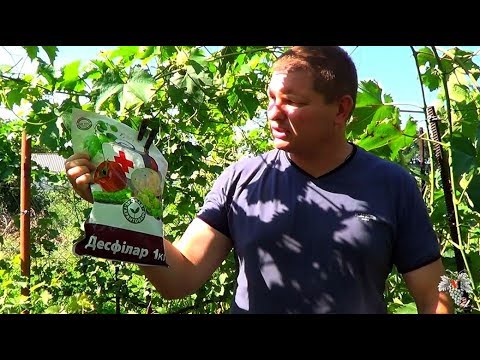 Борьба с МИЛДЬЮ ВИНОГРАДА! Препараты