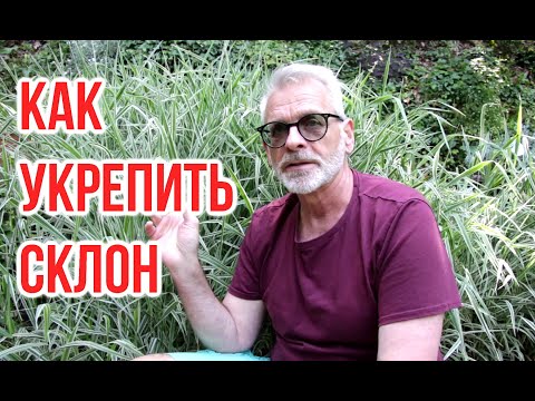 Как укрепить склон /Фалярис Phalaroides arundinacea / Игорь Билевич