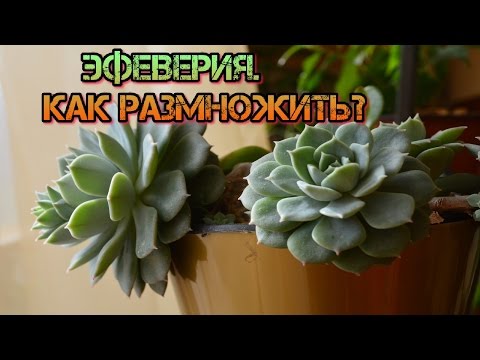 Эхеверия или каменная роза. Размножение листом.