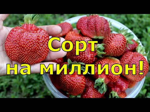 КЛУБНИКА. Лучшие сорта клубники. Вкусная и урожайная садовая земляника