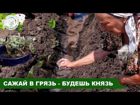 Как высадить рассаду клубники в грунт. Пикировка сеянцев клубники.