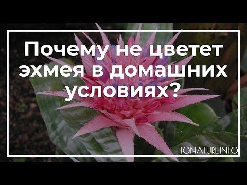 Бромелиевые (Bromeliaceae) в комнате