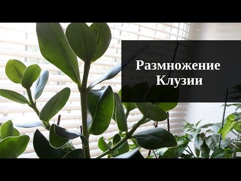 Размножение клузии от А до Я/ Комнатные растения