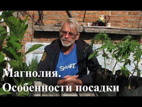 Магнолия. Особенности посадки