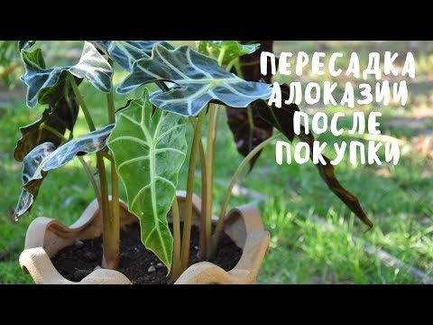 ПЕРЕСАДКА АЛОКАЗИИ. Мои цветы. Мой опыт.