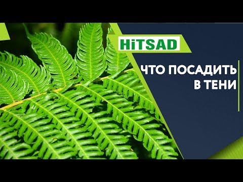 Лучшее что можно посадить в тени ✔️ Кочедыжник