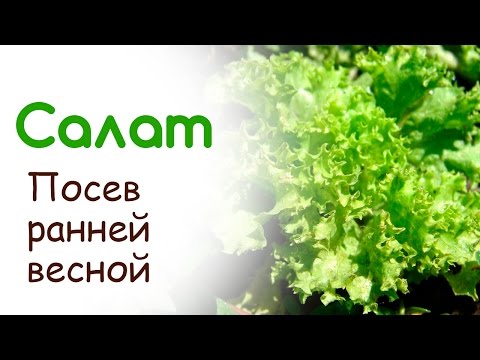 Посев салата в открытый грунт ранней весной