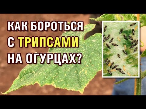 ТРИПС НА ОГУРЦАХ. КАК БОРОТЬСЯ С ТРИПСАМИ?