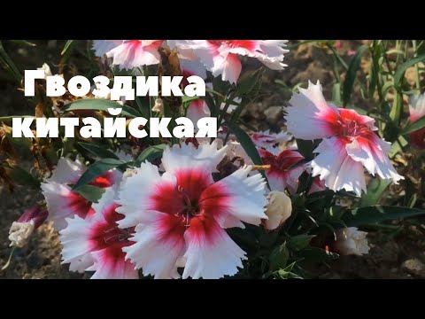 Гвоздика китайская. Очень эффектный сорт. Яркое украшение участка.