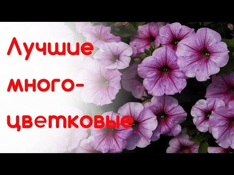 Семицветик после обрезки. Многоцветковая петуния. Выбираем сорт