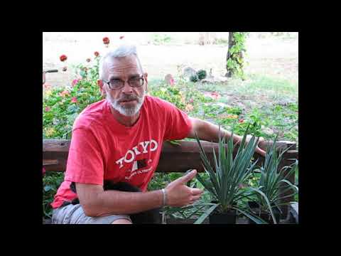 Юкка нитчатая 🌵 Как выращивать, размножать и использовать