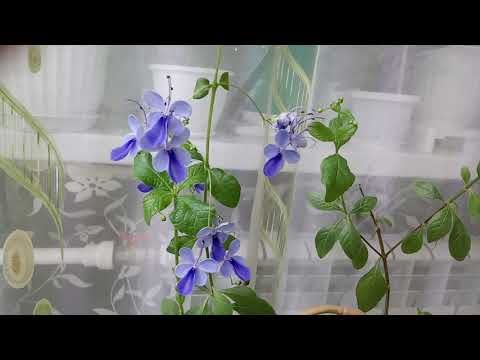 Комнатные Растения. Клеродендрум Угандийский Голубые Бабочки. Уход и Содержание.