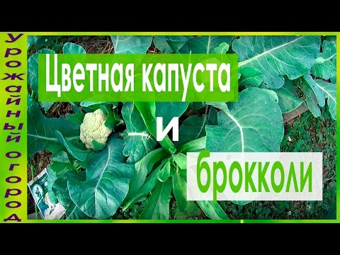 ЦВЕТНАЯ КАПУСТА !!!СЕКРЕТ ХОРОШЕГО УРОЖАЯ!!!