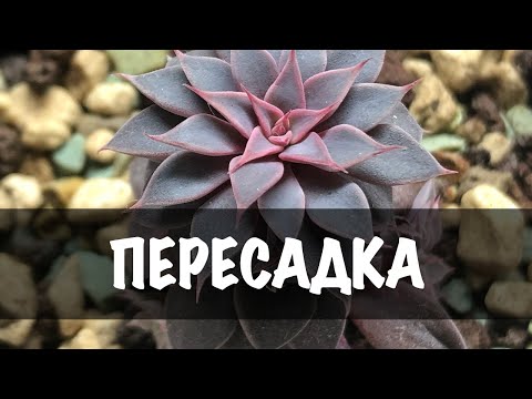 Граптопеталум. Пересадка. Догляд (Мій досвід)