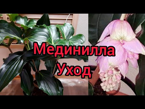 Мединилла. Уход, полив, удобрение в домашних условиях.