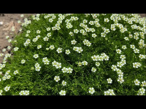 МШАНКА шиловидная🌱Газон, который не нужно стричь 🌱