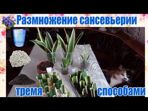 Размножение сансевьерии (сансевиера, сансивьерия, Sansevieria) тремя способами в домашних условиях.