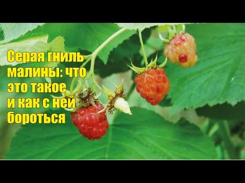 Летняя болезнь малины - серая гниль. Как бороться?