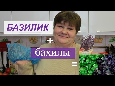 Базилик. Новый эффективный способ посадки.(19.02.2016 г.)