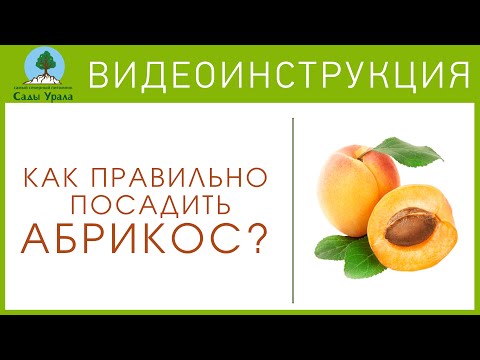 Посадка абрикоса. Видеоинструкция от Питомника &quot;Сады Урала&quot;