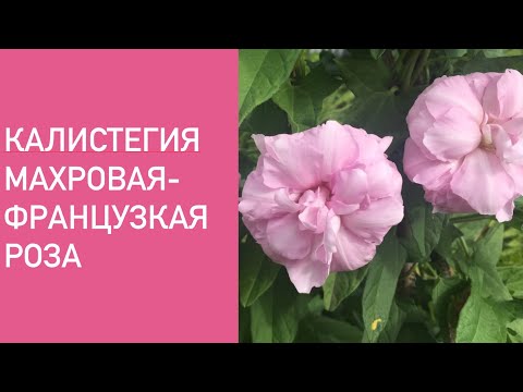 КАЛИСТЕГИЯ МАХРОВАЯ- ФРАНЦУЗСКАЯ РОЗА .