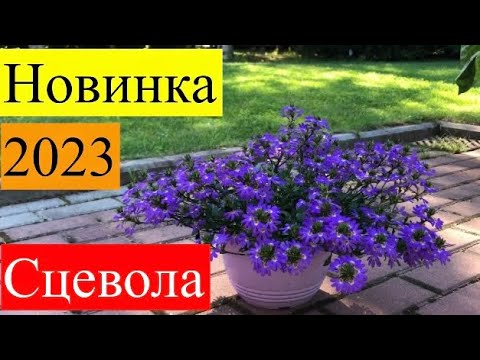 Сцевола. Как вырастить от черенка до цветущего куста