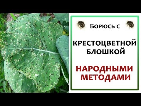 Крестоцветная блошка /Борюсь народными средствами/Ночной &quot;колибри&quot;