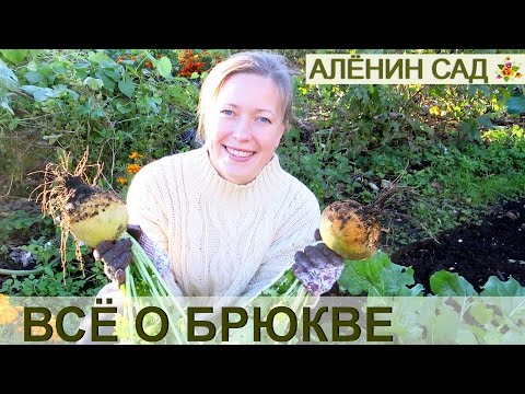 Как вырастить БРЮКВУ / Выращивание брюквы