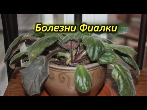 Частые болезни Фиалок (Сенполий) и способы их лечения!