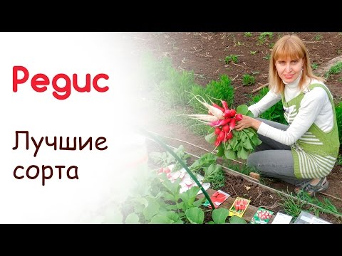 Лучшие сорта редиса. Выводы. Рассада капусты в парнике 13.05