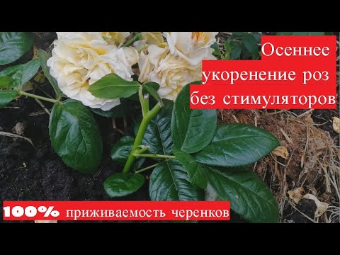 Осеннее укоренение роз без стимуляторов. 100% приживаемость черенков на следующий год