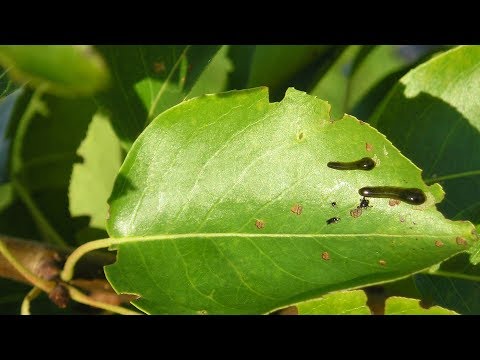 Насекомые вредители сливы. Слизистый пилильщик