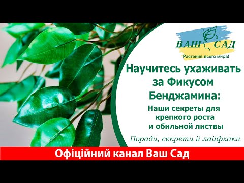 Научитесь ухаживать за Фикусом Бенджамина: Наши секреты для крепкого роста и обильной листвы.