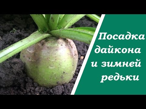 Когда сеять дайкон? Советы по посадке