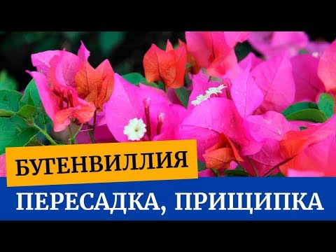 Пересадка бугенвиллии, прищипка бугенвиллии. Как можно формировать бугенвиллию