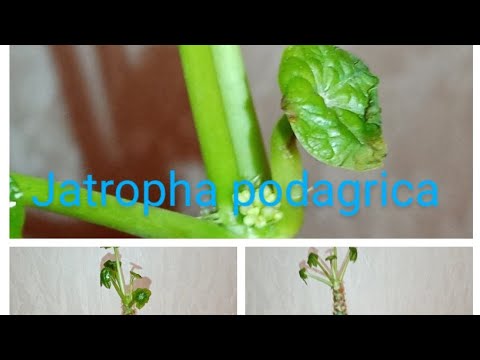 Jatropha podagrica Ятрофа подагра. пересадка.