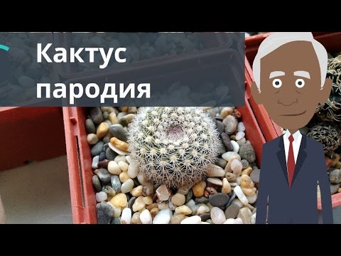 Кактус пародия