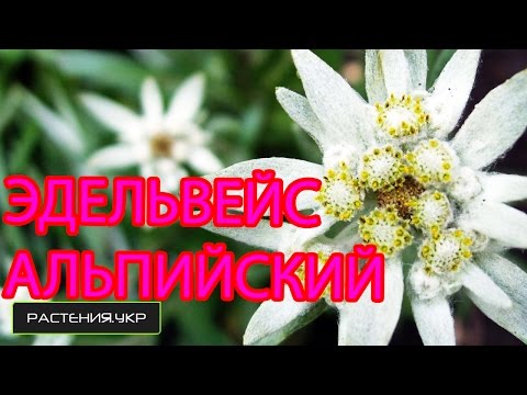 Эдельвейс альпийский / садовые многолетние цветы