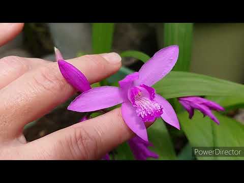 Bletilla striata